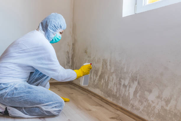 Mold Remediation specialist working in Gwynedd